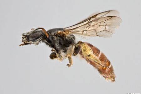 [Xeralictus bicuspidariae female (lateral/side view) thumbnail]